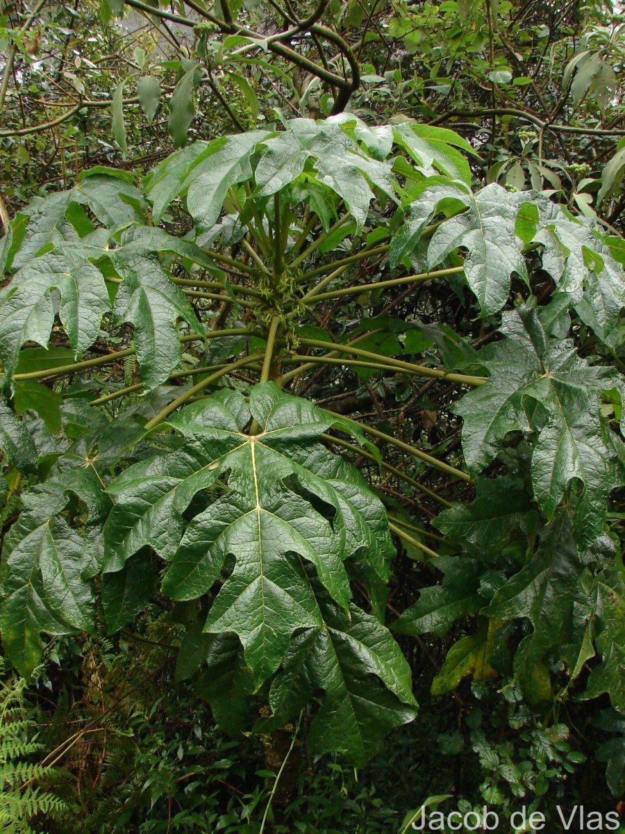 Vasconcellea pubescens A.DC.